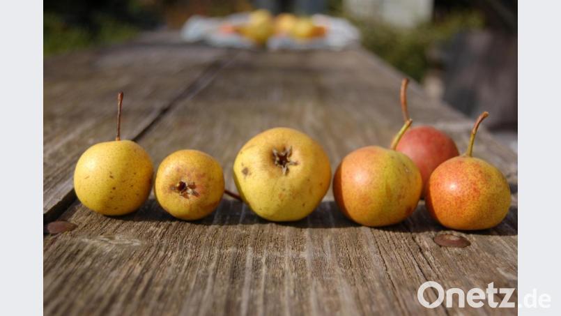 Links zwei Früchte der Wahren Kleinen Sußbirn. Diese schmeckt süß mit deutlicher Säure. Rechts vier Früchte der sehr süßen Sommer-Sußbirn aus Steinling. Bild: Barbara Ströll, Öko-Modellregion