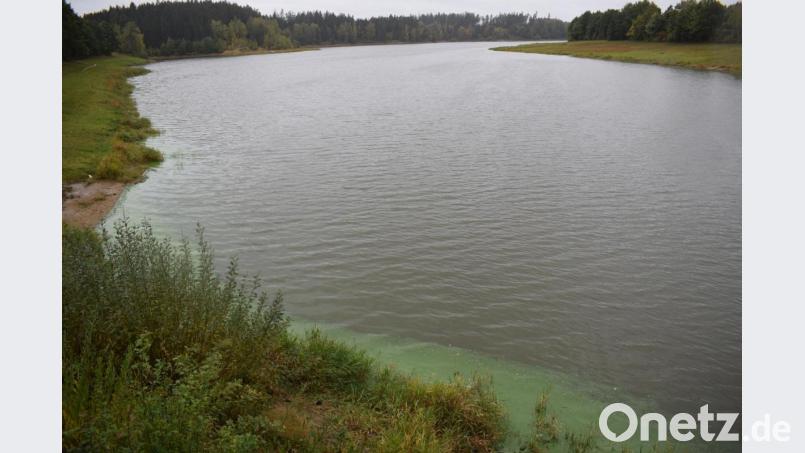 Auch im Herbst noch sind die Blaualgen am Ufer des Liebensteiner Stausees noch zu sehen. Bild: szl