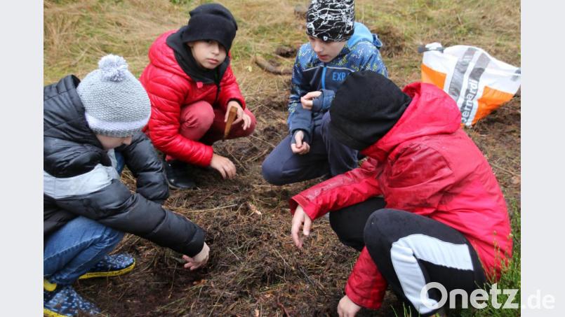 Die Förster von morgen? Die Schüler vergraben die Eicheln im Boden, so dass hoffentlich in Jahren ein stabiler Mischwald wächst. Bild: sne