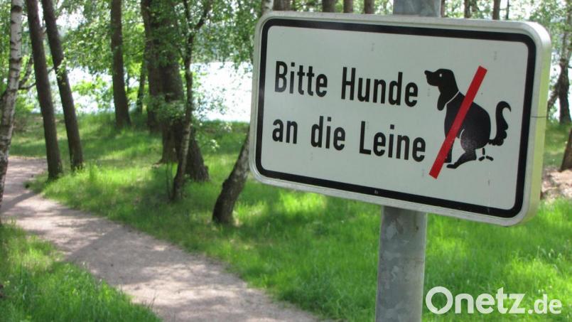 Ein freilaufender Hund hat in Niesaß ein Reh gejagt. Symbolbild: Gerhard Götz