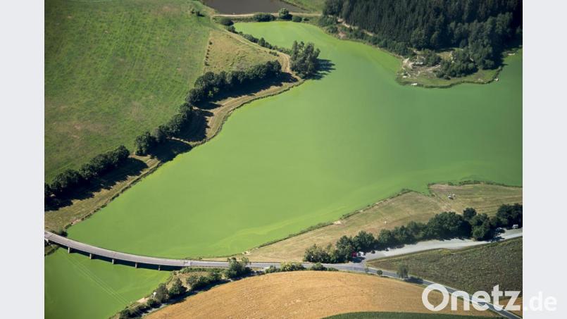 Seit etlichen Jahren gibt es regelmäßig – vor allem im Sommer bei hohen Temperaturen – eine Blaualgenplage im Liebensteiner Stausee. Das Luftbild des Liebensteinspeichers entstand im August diesen Jahres. Archivbild: mür