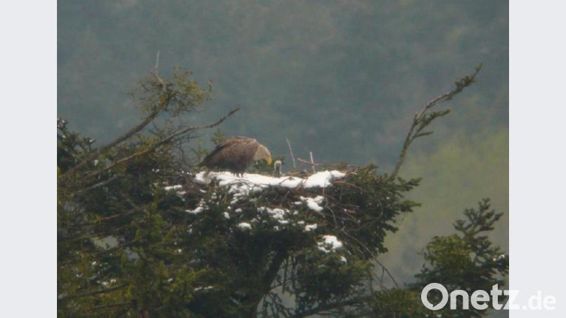 Stefan Härtl Seeadler Grafenwöhr Truppenübungsplatz Bild: Stegan Härtl