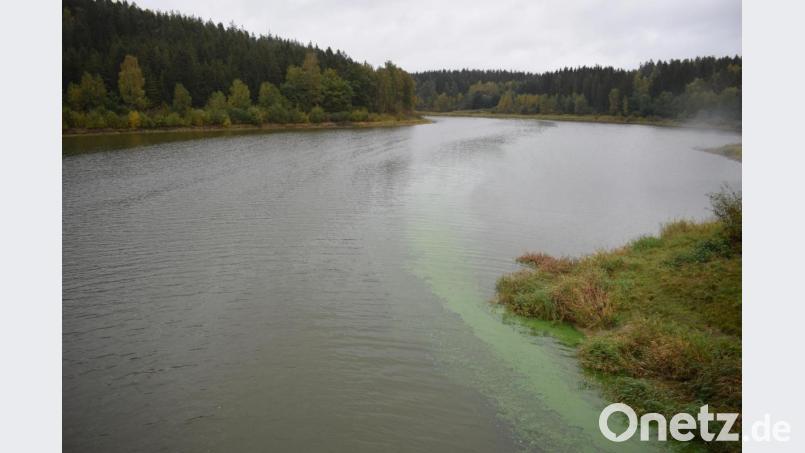 Auch im Herbst noch sind die Blaualgen am Ufer des Liebensteinspeichers noch zu sehen. Bild: szl