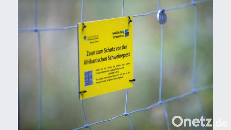 An der Grenze zwischen Polen und Deutschland steht der neue Sperrzaun zum Schutz vor Schweinepest. Archivbild: Jens Büttner/dpa