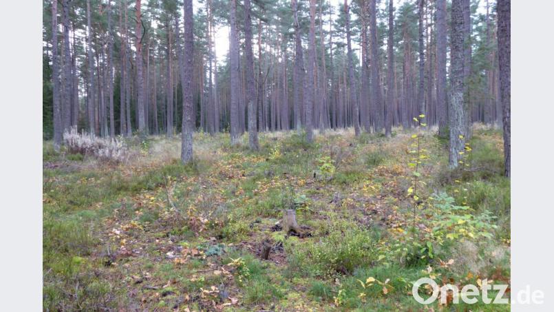 Diese Waldfläche wurde vor zwei Jahren zwischen den Kiefern mit Eicheln angesät. Bild: fsb