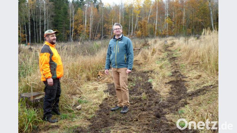 Revierleiter Erwin Fischer (links) und Forstbetriebsleiter Philipp Bahnmüller bei der Begutachtung einer der Fräsrillen Bild: fsb
