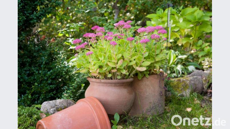 Die Fetthenne, auch als Sedum bekannt, kann im Freien überwintern, allerdings benötigen Pflanzen in Töpfen einen Winterschutz. Bild: Andrea Warnecke/dpa