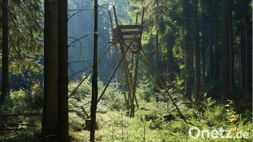 Manche halten die Jagd für ein grausames Ritual. Andere hingegen plädieren für eine maßvolle Regulierung des Wildbestandes im Wald unter Beachtung ökologischer Rahmenbedingungen. Trophäen sollten nicht im Mittelpunkt waidmännischen Verhaltens stehen. Bild: soj