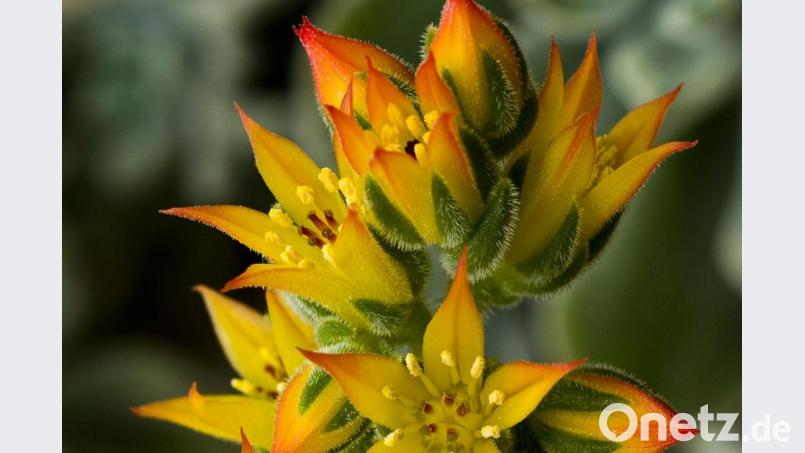 Echeverien (hier: Echeveria pulvinata) sind in Form und Farbvielfalt kaum zu überbieten. Bild: Jens Schierenbeck/dpa