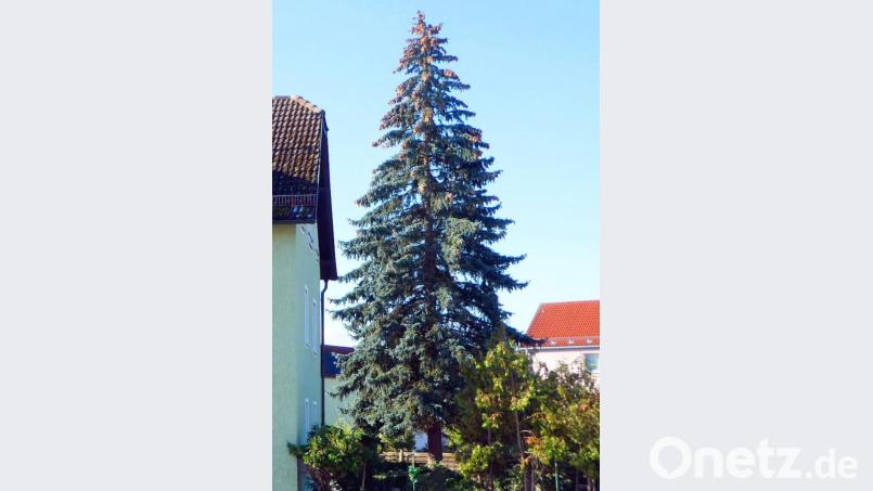 Die Blaufichte, die auf dem Marktplatz aufgestellt wird, stammt aus einem Hausgarten an der Regensburger Straße. Bild: exb
