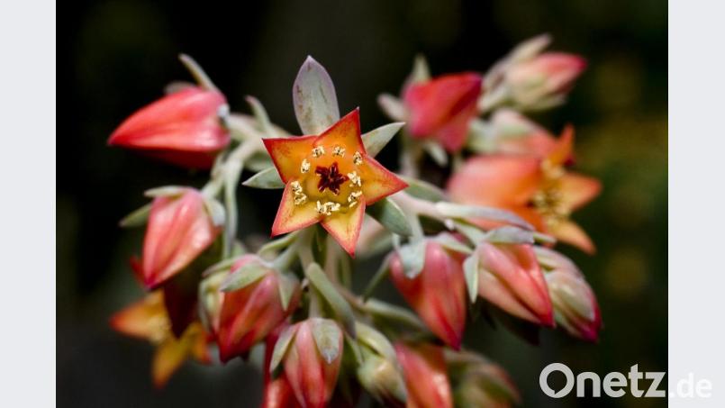 Zu der Gattung der Sukkulenten gehören auch die Echeveria gibbiflora. Auch sie brauchen nur wenig Wasser und Pflege. Bild: Jens Schierenbeck/dpa