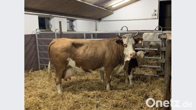 Kuh Vroni und ihr Kalb Amalie haben ein neues Zuhause: Sie leben jetzt auf Gut Aiderbichl in Eslarn. Bild: Michael Merkl/exb
