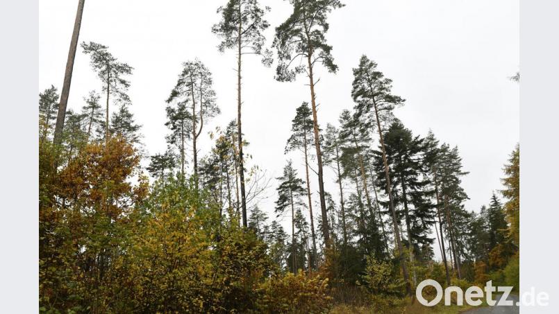 Wenige, hohe, ältere Bäume im lichten Verband, darunter eine üppig sprießende Verjüngung – dieses Bild prägt die Wagensass. Bild: Petra Hartl