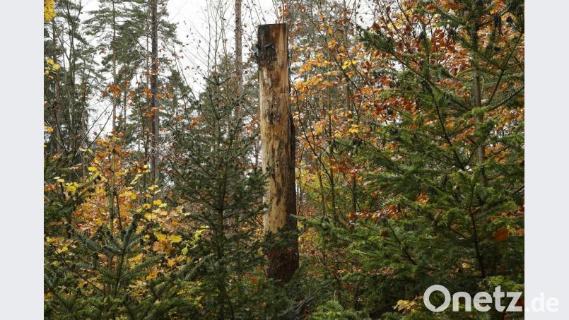 Totholz ist ein wichtiger Faktor im Wald: In der Wagensass bleiben alte Stämme oft stehen. Bild: Petra Hartl