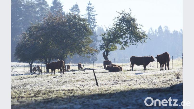 Kühe am Morgen bei Wilchenreuth im Kreis Neustadt/WN. Bild: Gabi Schönberger