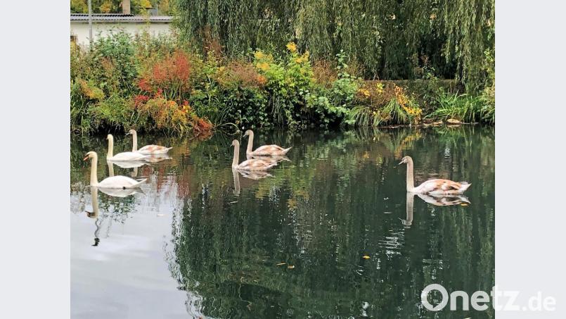 Familie Höckerschwan im Bürgerpark von Sulzbach-Rosenberg. Bild: Andreas Royer