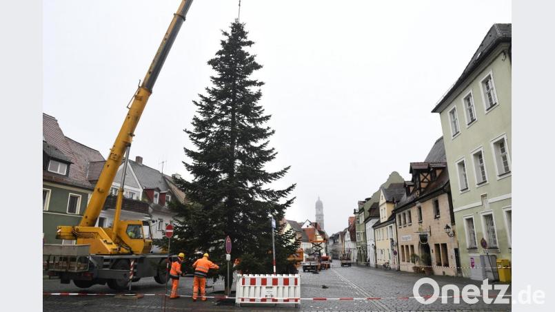 Die Nordmanntanne an ihrem neuen Standort, auf dem Malteserplatz. Bild: Petra Hartl