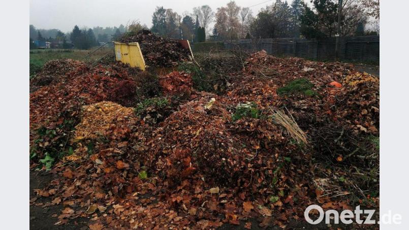 Der Grüngutcontainer am Rehmühlbach am Dienstagmorgen. Jede Menge Laub und einige Äste liegen im Umfeld. Im Lauf des Tages wurde der Behälter geleert, die Grüngutberge weitgehend abgefahren. Bild: R. Kreuzer