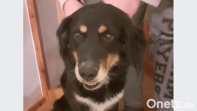 Diesen Rüden hat eine Frau am Montagvormittag bei Guteneck gefunden. Sie beschreibt ihn als sehr zutraulich. Symbolbild: Polizei Nabburg/exb