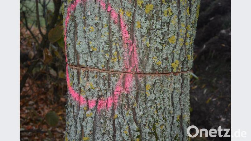 Unverständnis über so ein Vorgehen herrscht bei der Stadt Mitterteich. Bislang Unbekannte haben Bäume im Pflanzgürtel nahe des Baugebietes Rohrstaude angesägt. Die Täter müssen mit einer Handsäge gearbeitet haben, vermutet Stadtgärtner Willi Kilian. Bild: jr