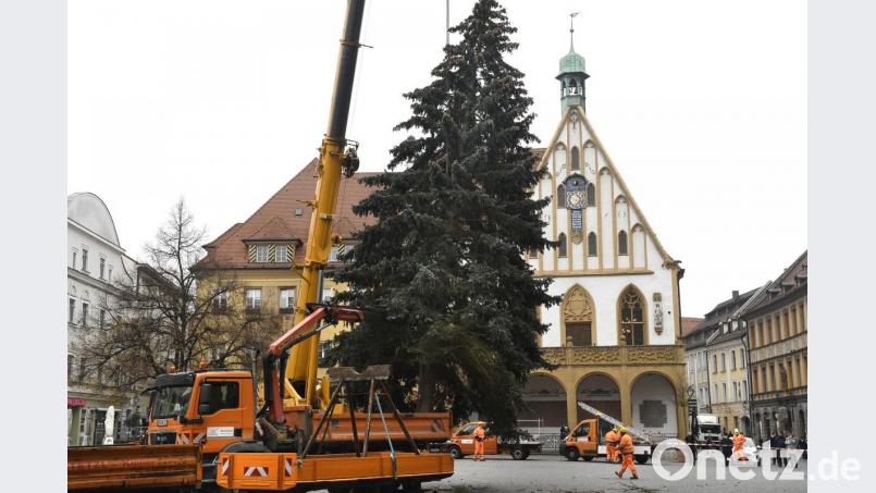 Der Amberger Weihnachtsbaum. Bild: Petra Hartl