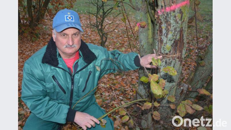 Mitterteichs Stadtgärtner Willi Kilian zeigt einen Schnitt an einem der zehn Bäume, die ein Unbekannter im Wohngebiet "Rohrstaude" beschädigt hat. Bild: jr