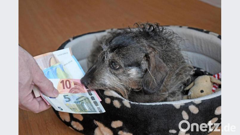 Die Hundesteuer in Neustadt steigt. Bild: Gabi Schönberger