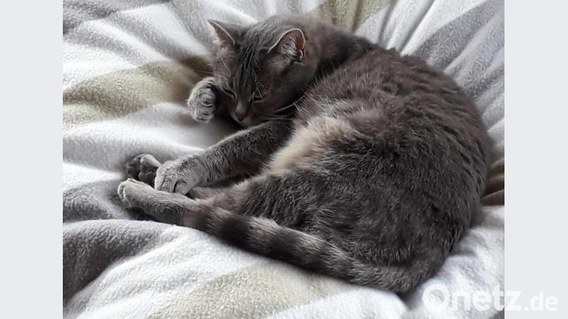 Hauptsache, warm und kuschelig: Katzen sind Meister darin, sich schöne Plätze zu suchen. Bild: hka