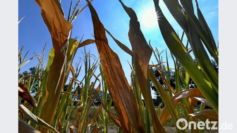 Dürreschäden auf einem Maisfeld: Viele machen den Klimawandel für die Hitze verantwortlich. Bild: Holger Hollemann