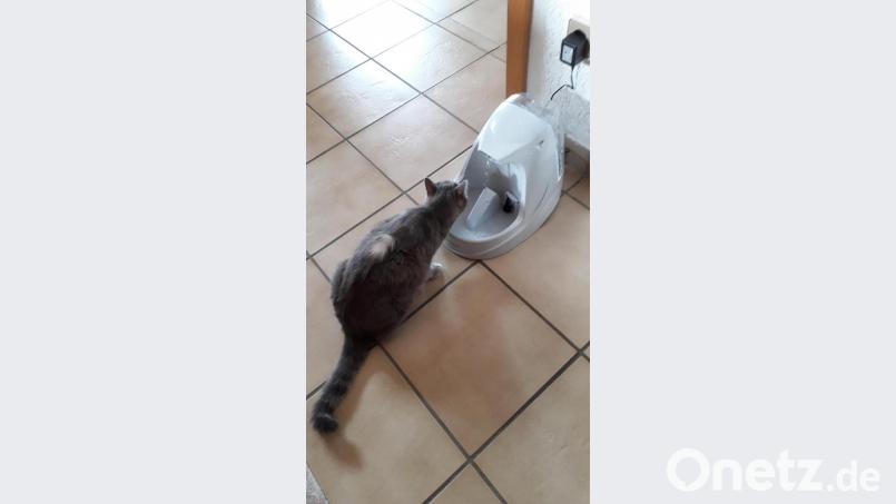 Fließendes Wasser am Trinkbrunnen ist ein Service, den Katzen gern annehmen. Bild: hka