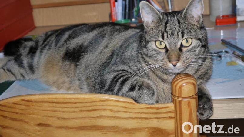 Stuhl, Schreibtisch oder Bücherregal, Tiger liegt gern ein wenig höher. Bild: hka