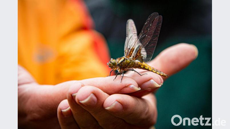Eine Plattbauch-Libelle, eine Insektenart, die von den Renaturierungsmaßnahmen der Staatsforsten auf der Königsheide profitiert. Bild: Martin Hertel/exb