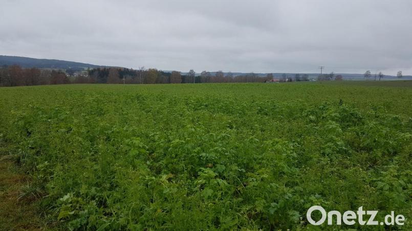 Das rund 6 Hektar große Grundstück bietet sich für die Solarnutzung an. Im Hintergrund die Ortschaft Grub. Bild: gi