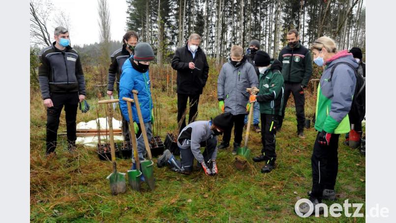 Die Sechstklässler der Mittelschule Kümmersbruck zeigen, wie ein Baum richtig eingepflanzt wird. Bild: Stephan Huber