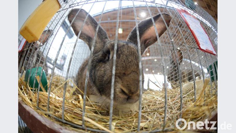 Ein Kaninchen der Rasse Deutscher Riese. Symbolbild: Patrick Seeger/dpa