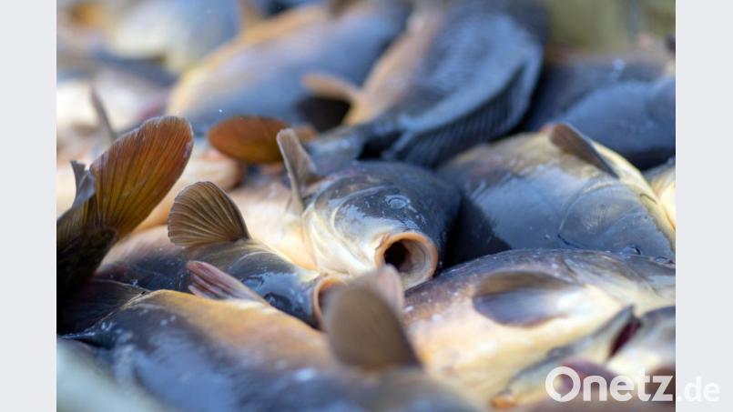 Karpfen in der Sortierwanne. Bild: Jens Büttner/dpa