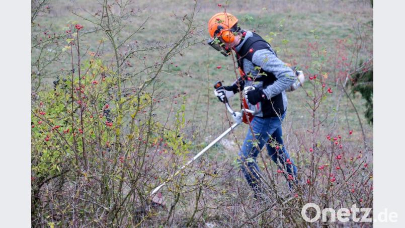 Das Gestrüpp muss zurückgeschnitten werden, um seltenen Pflanzenarten das Überleben zu sichern. Bild: Hirsch