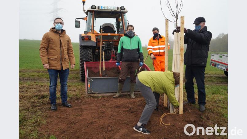 Insgesamt sieben Apfel- und Zwetschgenbäume wurden an den &quot;Waldauer Äckern&quot; für eine neue Streuobstwiese der Zukunftswerkstatt gepflanzt. Bild: du