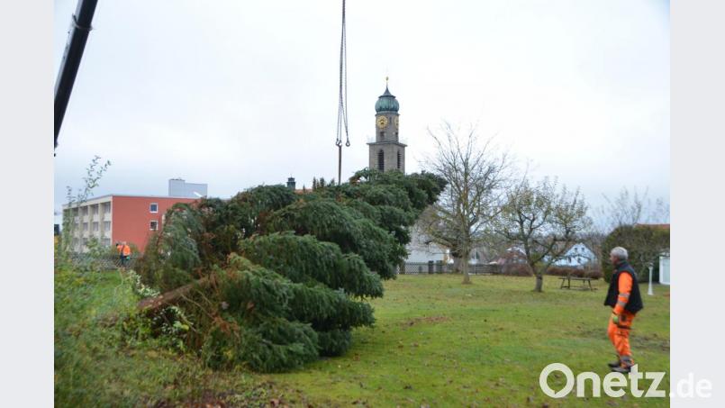 Dieses Jahr kommt der Christbaum für den Rathausvorplatz aus dem Garten der Familie Ries an der Pestalozzistraße. Bild: dob