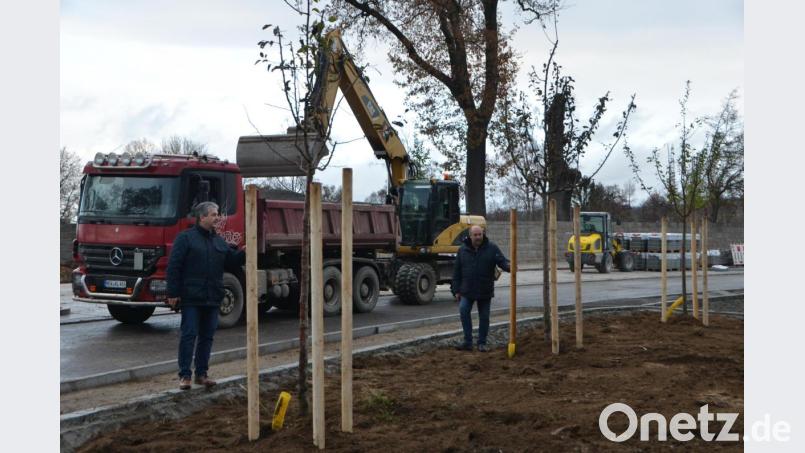 Die Mitarbeiter der Gartenbaufirma Siegfried Kahl aus Schmidgaden sind derzeit in der Pleysteiner Straße mit den Baumpflanzarbeiten beschäftigt. Erstmals werden auf dem Gebiet der Großgemeinde Hopfenbuchen gesetzt. Silberlinden dagegen wurden hin und wieder schon verwendet, sagte Außendienstleiter Karl Frey (rechts), der mit Bürgermeister Andreas Wutzlhofer (links) zu einer Stippvisite vorbeischaut. Bild: dob