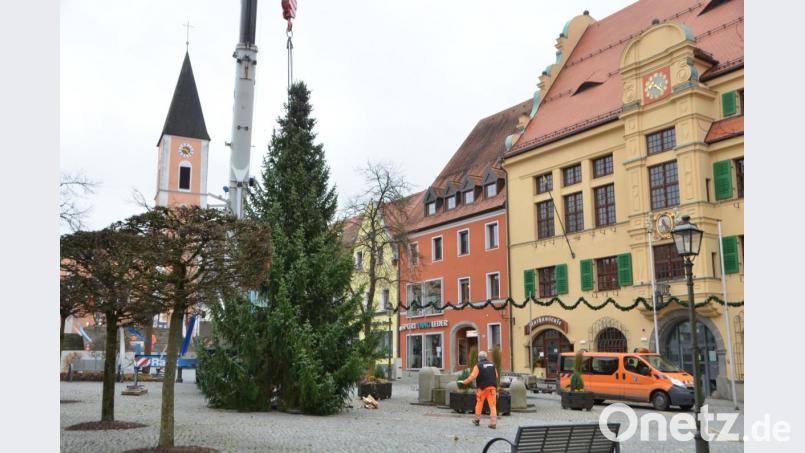 Fast wie von Geisterhand schwebt der stattliche Baum heran. Er wird in der Advents- und Weihnachtszeit vor dem Rathaus mit knapp 200 Lichtern erstrahlen. Bild: dob