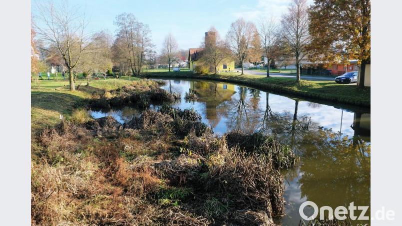 Die Creußenverlandung in Höhe Tremmersdorf schreitet voran. Geplant ist ein ökologischer Umbau des Gewässers mit mehr Erlebbarkeit an den Uferrändern. Bild: do