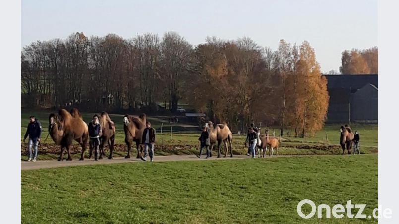 Kamele bei Höfen. Bild: Marianne Mehler/exb