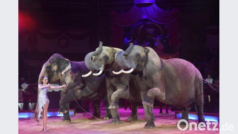 Jana Mandana Lacey-Krone mit ihren Elefanten im Circus Krone, darunter auch ganz links die Mala. Bild: Felix Hörhager/dpa
