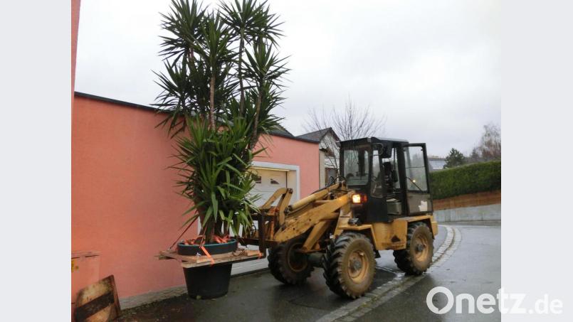 Die Yucca-Palme der Familie Beer aus Neuhaus ist mittlerweile so groß, dass sie nur mit einem Lader ins Winterquartier gebracht werden kann. Bild: exb/Beer