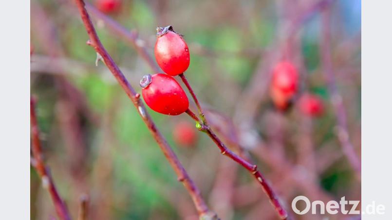Hagebutten schmecken nicht nur Vögeln. Aus ihnen lässt sich auch schmackhafte Konfitüre kochen. Bild: Hösamer