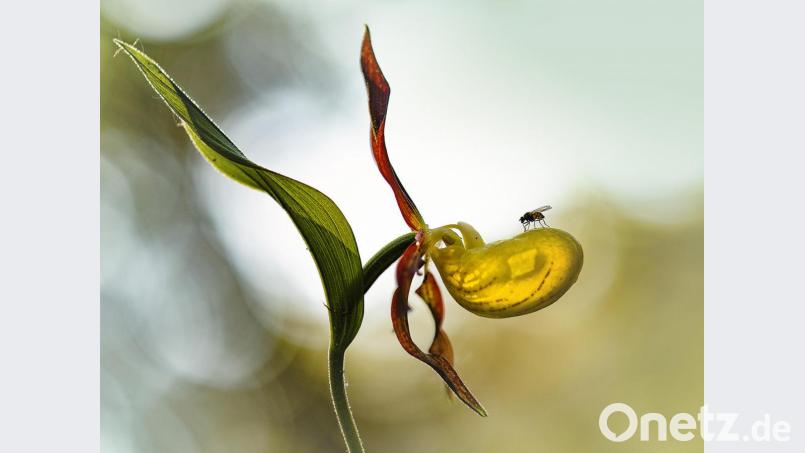 Ein Gewinnerbild: Jana Müller gelang mit der Fotografie &quot;Erster Kontakt&quot; der zweite Platz bei der Ostbayerischen Meisterschaft. Bild: Jana Müller/exb