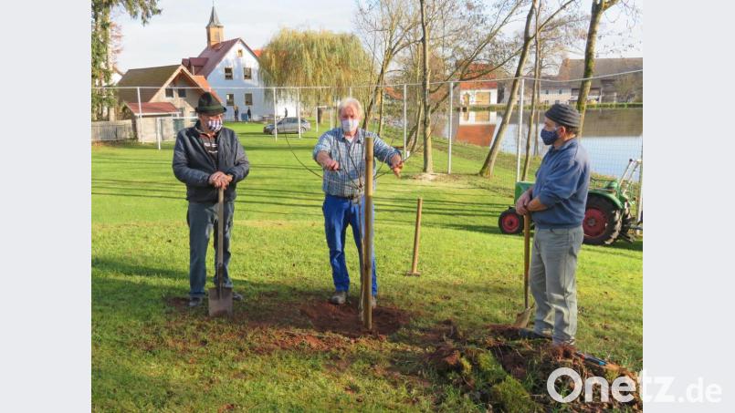 Der Vorsitzende des Obst- und Gartenbauvereins, André Dietrich (Mitte), kommt nach Filchendorf, um in der Streuobstwiese hinter dem Bolzplatz zwei von Ely Eibisch gestiftete Obstbäume zu pflanzen. Dabei informiert er die beiden Helfer Gerhard Dollhopf (links) und Manfred Rix (rechts) über den erforderlichen Pflanzschnitt. Bild: ow