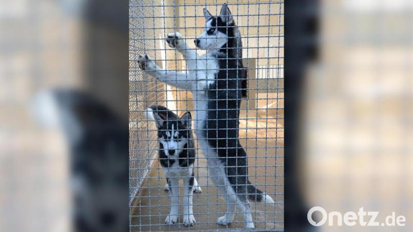 &quot;Iwan&quot; und &quot;Blue&quot; warten im Tierheim aus ein gutes neues Zuhause. Bild: hcz