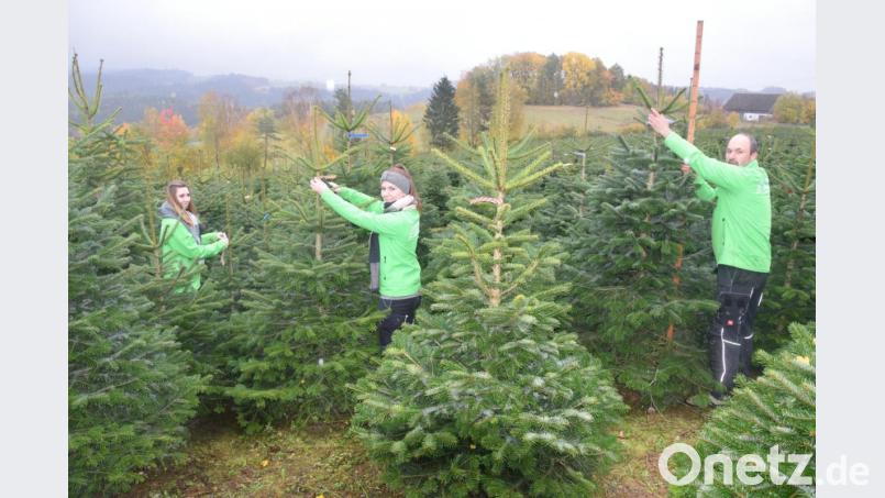 Mitten im "Wald" von 50.000 Christbäumen messen und etikettieren Andrea, Kerstin und Papa Bernhard Kammerer (von links) ihre Ware. Bild: fz